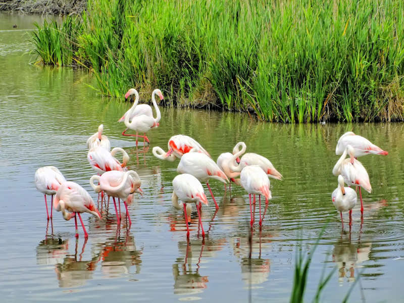 Flamingoes at the Parc Ornithologique de Pont de Gau, Camargue, Southern France